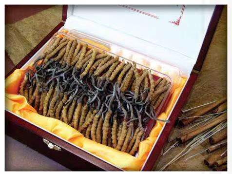 定结冬虫夏草回收